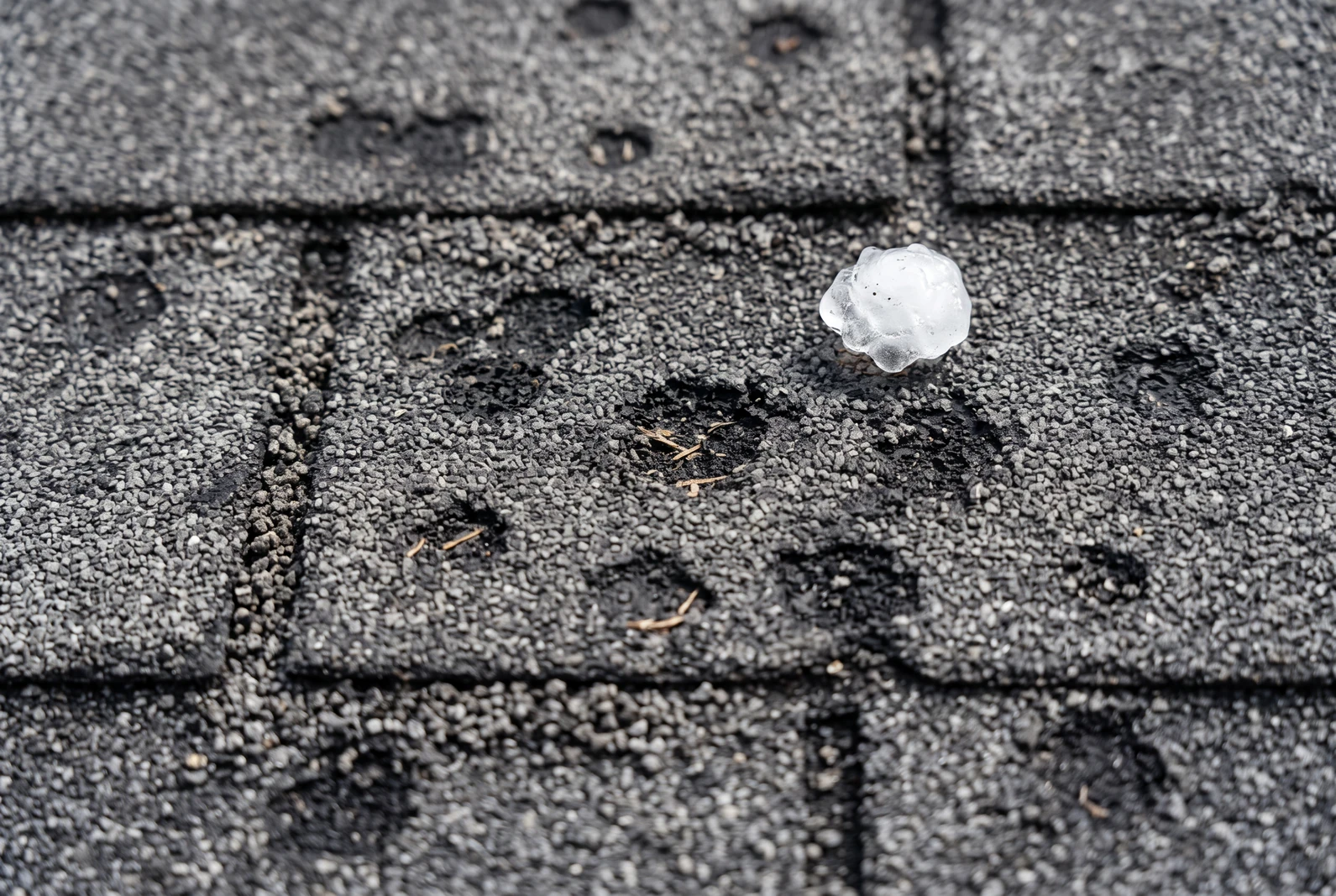 Close view of hail strikes across asphalt shingles with a hailstone resting on the surface for scale